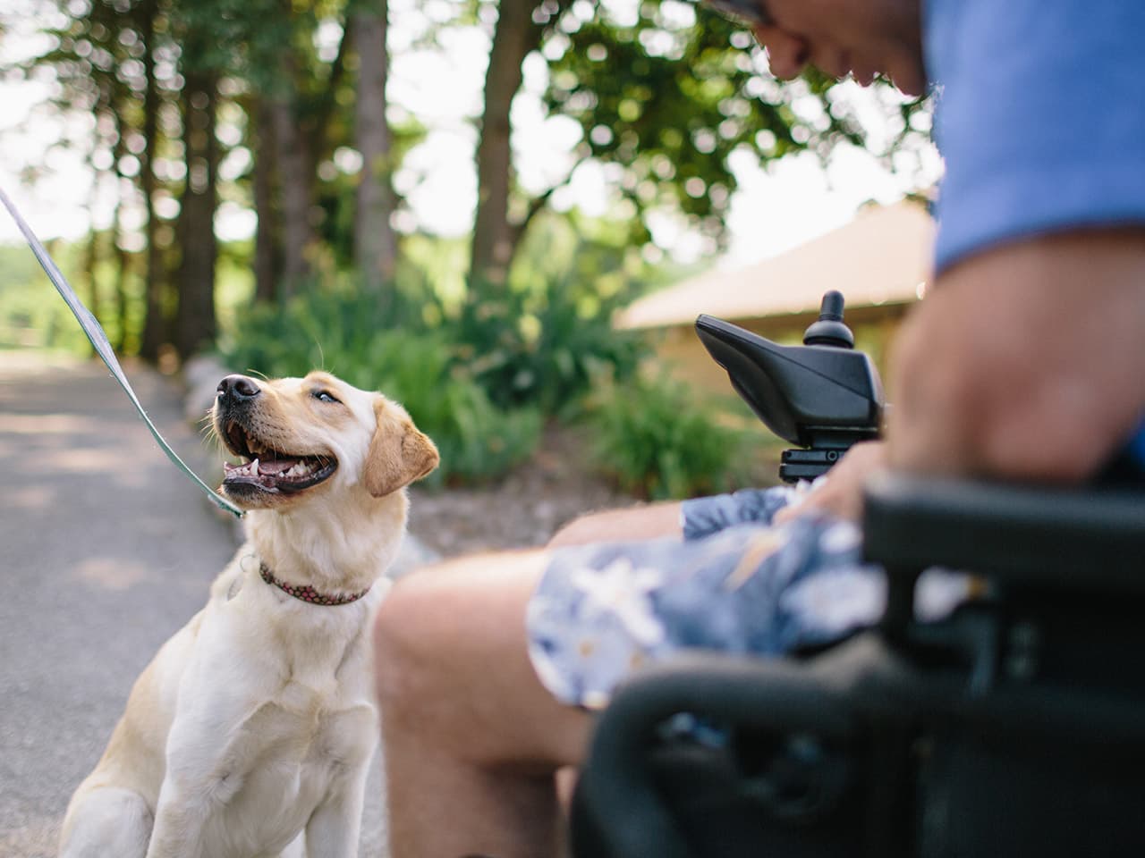 animal assisted therapy dog